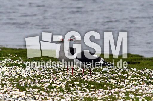 Delphinmöve (2 von 8).jpg